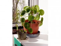 Le pilea : la plante la plus tendance du moment