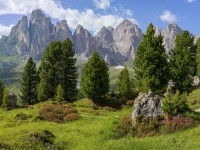 Le pin cembro : 5 choses à savoir sur cet arbre hors du commun
