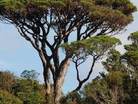 Le pin parasol : description, taille et plantation