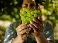 Le pisco : 5 choses à savoir sur cet alcool péruvien