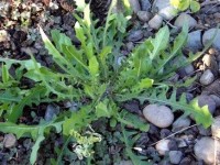 Le pissenlit : une plante facile à cultiver