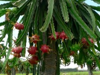 Le pitaya ou fruit du dragon : présentation et culture