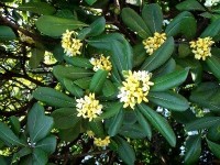 Le pittosporum : un arbuste parfumé au jardin