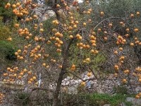 Le plaqueminier : l'arbre à kakis
