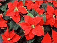Le poinsettia ou étoile de Noël : une belle plante ornementale
