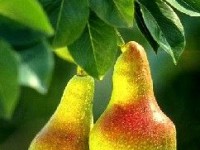 Le poirier : présentation et conseils de culture