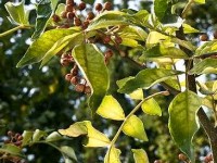 Le poivrier du Sichuan : un arbuste à cultiver soi-même