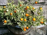 Le pommier d'amour : une jolie plante décorative