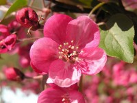 Le pommier du Japon : un arbuste à la floraison printanière
