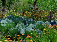 Le potager perpétuel : quels légumes planter ?