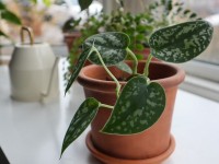 Le pothos tacheté : 5 bonnes raisons d'adopter cette plante