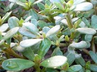 Le pourpier : une plante potagère à essayer