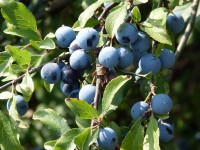 Le prunellier : plantation et entretien