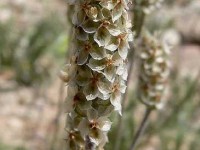 Le psyllium : une plante qui régule le transit intestinal