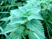 Le purin d'ortie : recette et utilisations