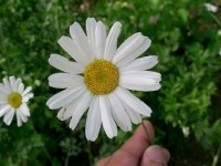 Le pyrèthre de Dalmatie : présentation et utilisations