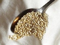 Le quinoa : une petite graine aux multiples vertus