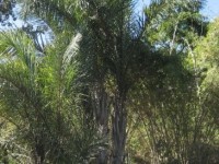 Le Raphia farinifera : le palmier à raphia