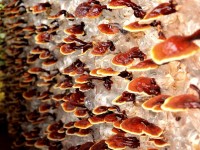 Le reishi ou champignon de la longévité : une mine de bienfaits