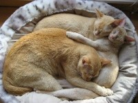 Le ronronnement des chats : une nouvelle thérapie antistress