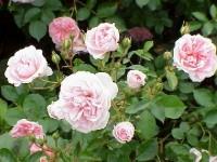 Le rosier rugueux : un rosier facile à cultiver