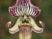 Le sabot de Vénus : une orchidée d'intérieur