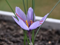 Le safran : tout savoir sur cette épice précieuse en 5 questions