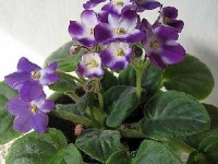 Le saintpaulia : rempotage et entretien