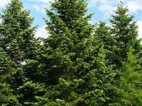 Le sapin de Nordmann : entretien et plantation