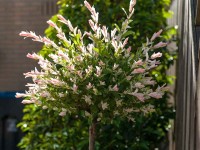 Le saule crevette : comment le planter, l'entretenir et le tailler ?