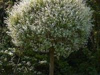 Le saule Hakuro Nishiki : un arbuste trop mignon