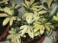 Le schefflera : une plante d'intérieur décorative