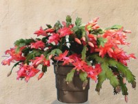 Le Schlumbergera ou cactus de Noël en 5 questions