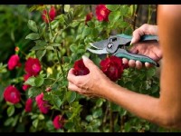 Le sécateur : l'outil indispensable du jardinier