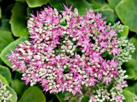 Le sedum spectabile : une magnifique plante grasse