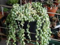 Le séneçon de Rowley ou plante collier de perles : un petit bijou végétal