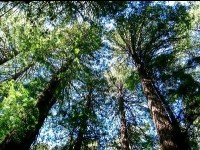 Le séquoia : le plus grand arbre du monde