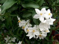 Le solanum jasminoides : présentation et conseils de culture