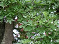 Le sophora du Japon : présentation et culture