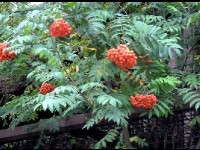 Le sorbier des oiseleurs : un arbre ami des oiseaux