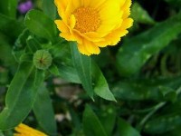 Le souci : une jolie fleur champêtre