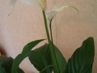 Le spathiphyllum : présentation et conseils d'entretien