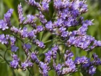 Le statice : une belle fleur à faire sécher