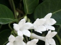Le stephanotis : présentation et entretien