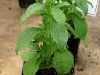 Le stevia : un édulcorant d'origine végétale