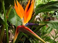 Le strelitzia ou oiseau de paradis