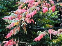 Le sumac de Virginie : plantation et entretien