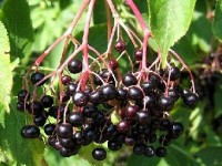 Le sureau noir : un allié contre le rhume