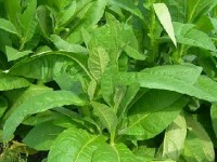 Le tabac : présentation et histoire