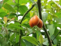 Le tamarillo ou tomate en arbre : présentation et conseils de culture